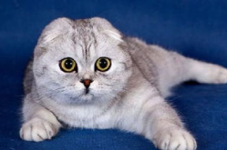 娱乐吃瓜君折耳猫七七,折耳猫的娱乐传奇