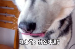 娱乐吃瓜酱哈士奇,揭秘哈士奇的那些事儿