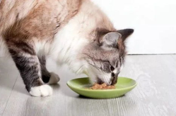 娱乐吃瓜酱猫咪视频大全,吃瓜酱视频大全欢乐盘点