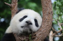 娱乐吃瓜酱大熊猫,揭秘大熊猫的趣味生活