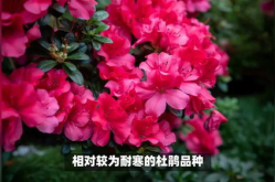 杜鹃花的养殖,杜鹃花的养殖要点与养护技巧