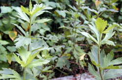 附子中毒,揭秘中药安全使用与风险防范